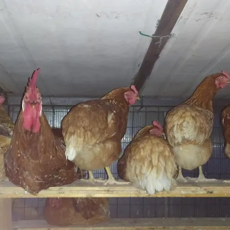 Panzió La Brezza Castelnovo di Sotto