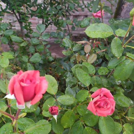 La Brezza Bed and breakfast