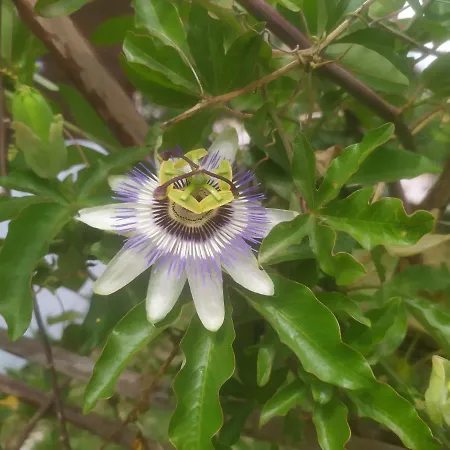 La Brezza Bed & Breakfast